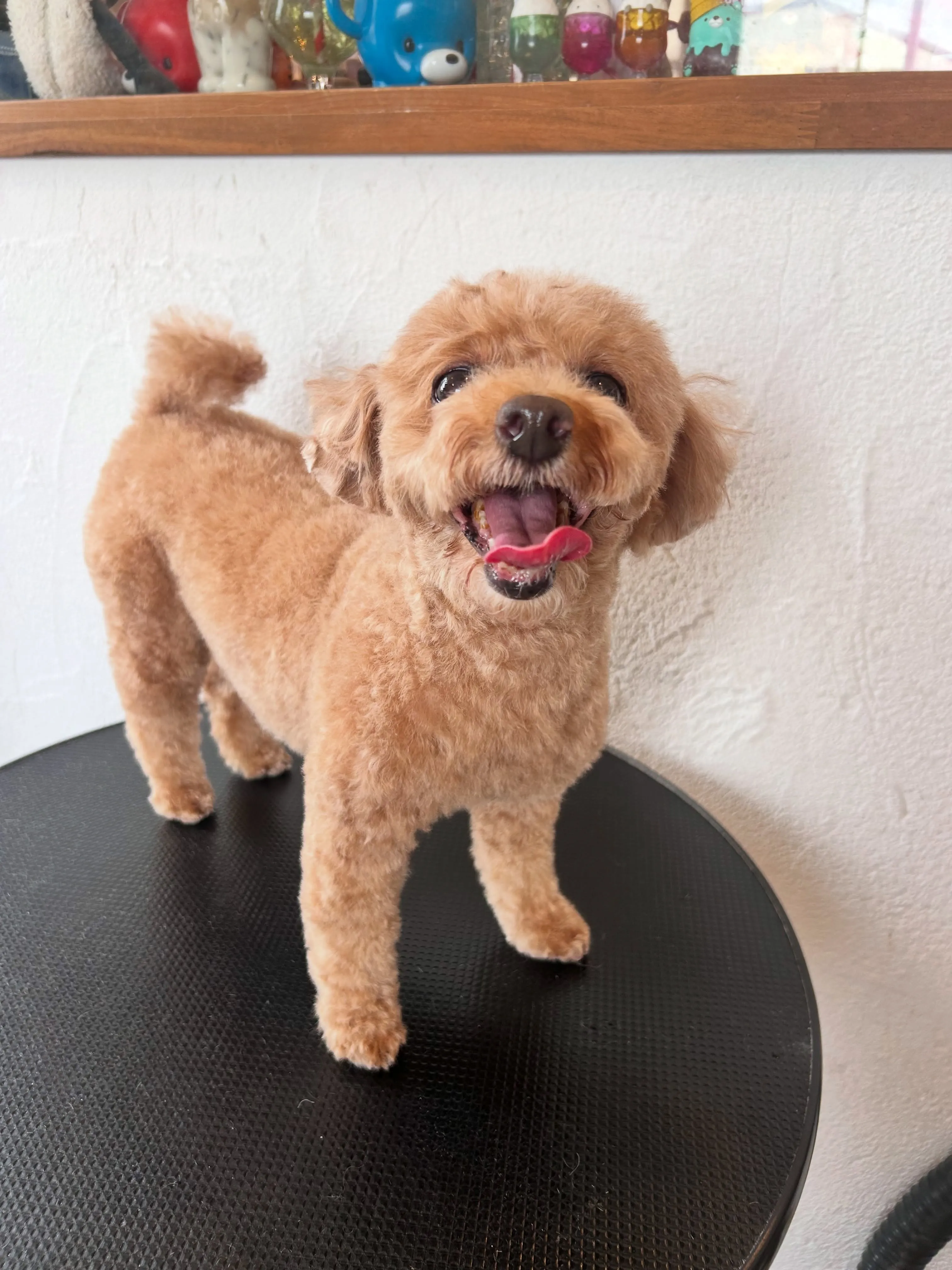 ワンちゃんの変身デー🐶✨