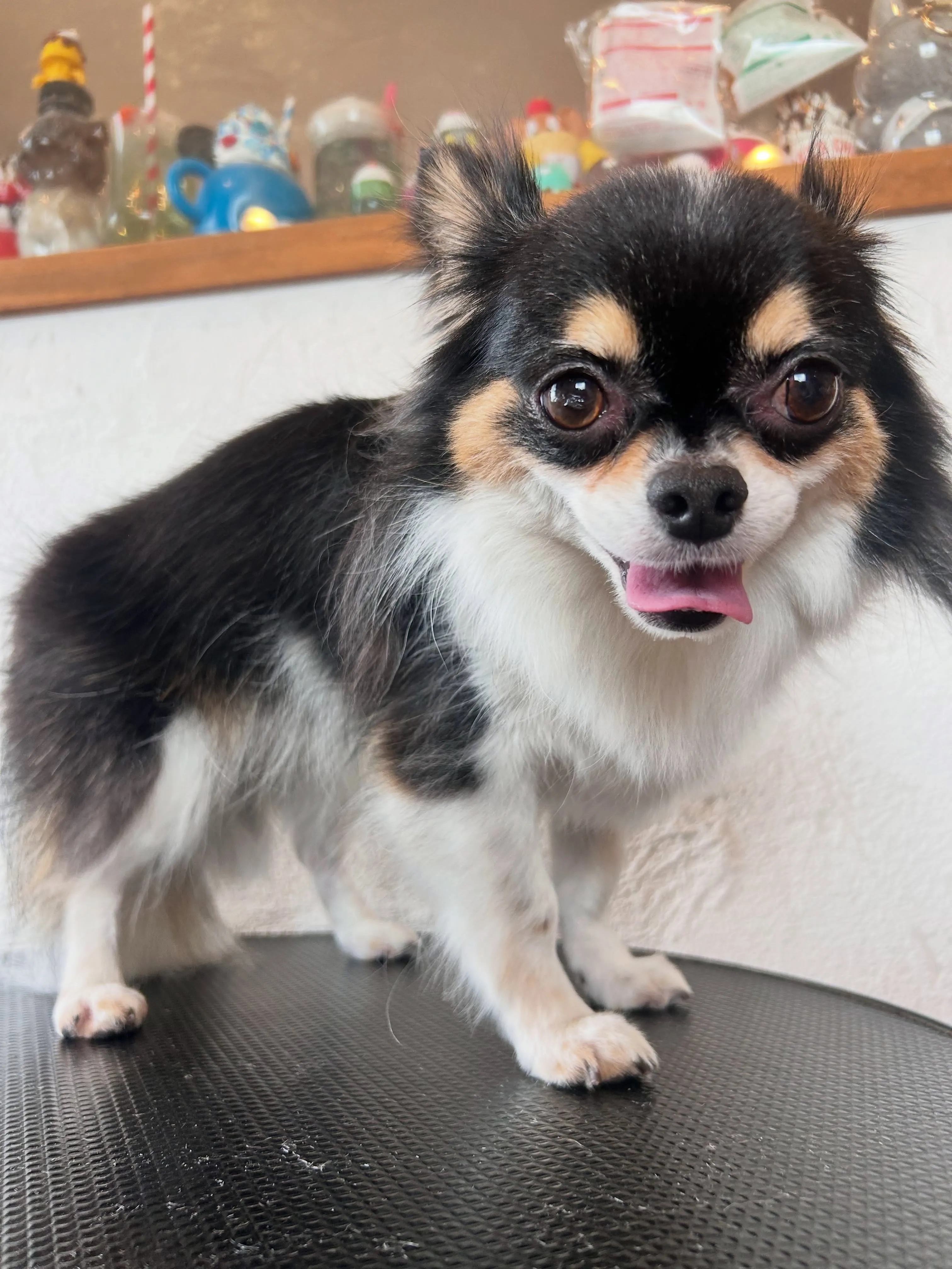 ワンちゃんの変身デー🐶✨