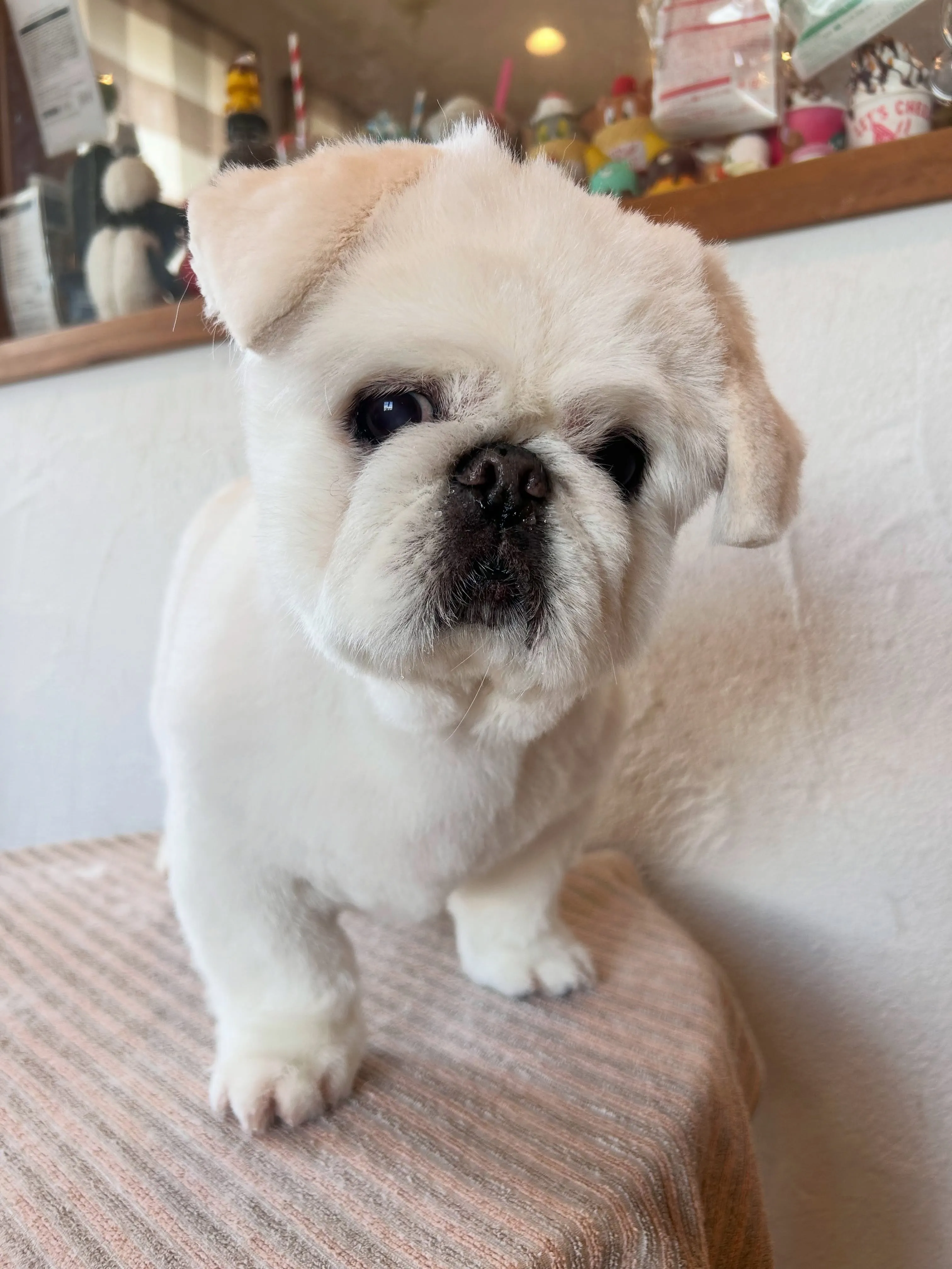 楽しい仲間たち🐾✨