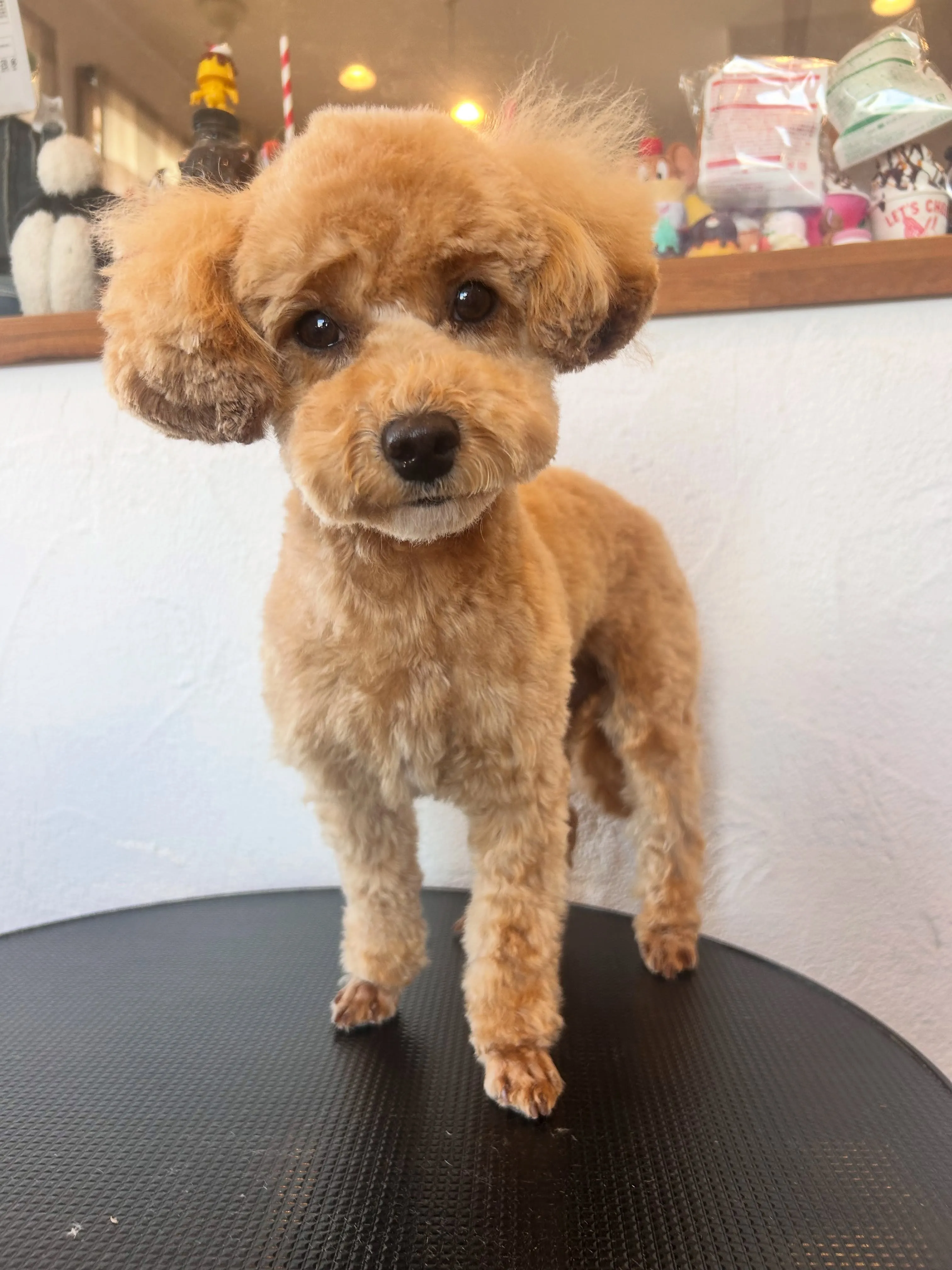 ポメラニアンのポコちゃん、ふんわりアクアゼコースで抜け毛対策...