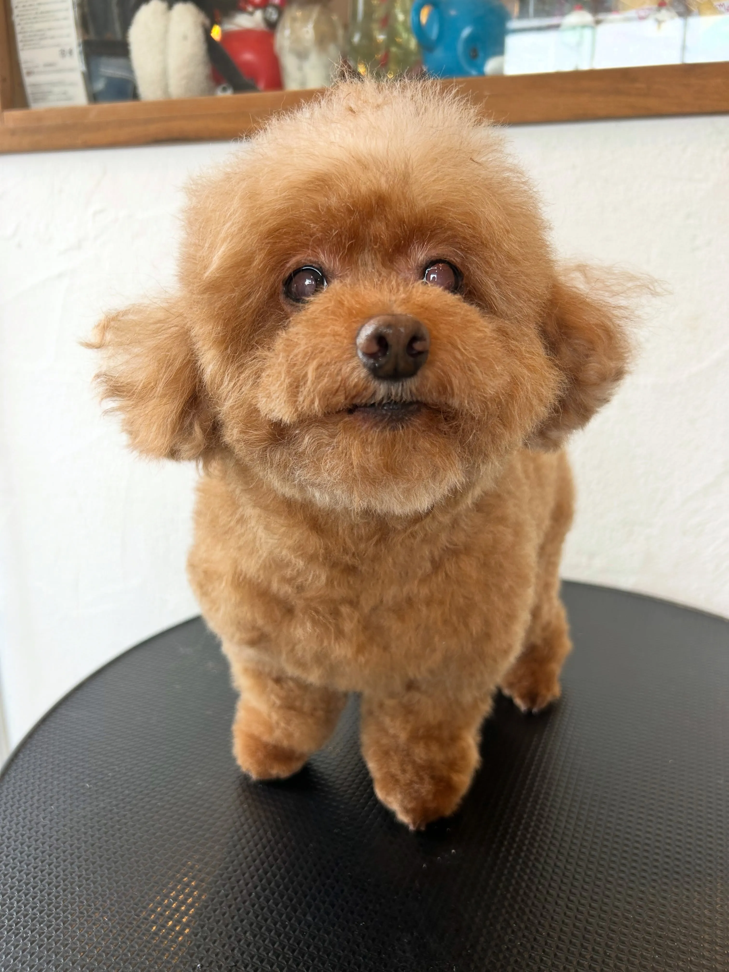 今日も可愛いわんちゃんたちをご紹介します✨