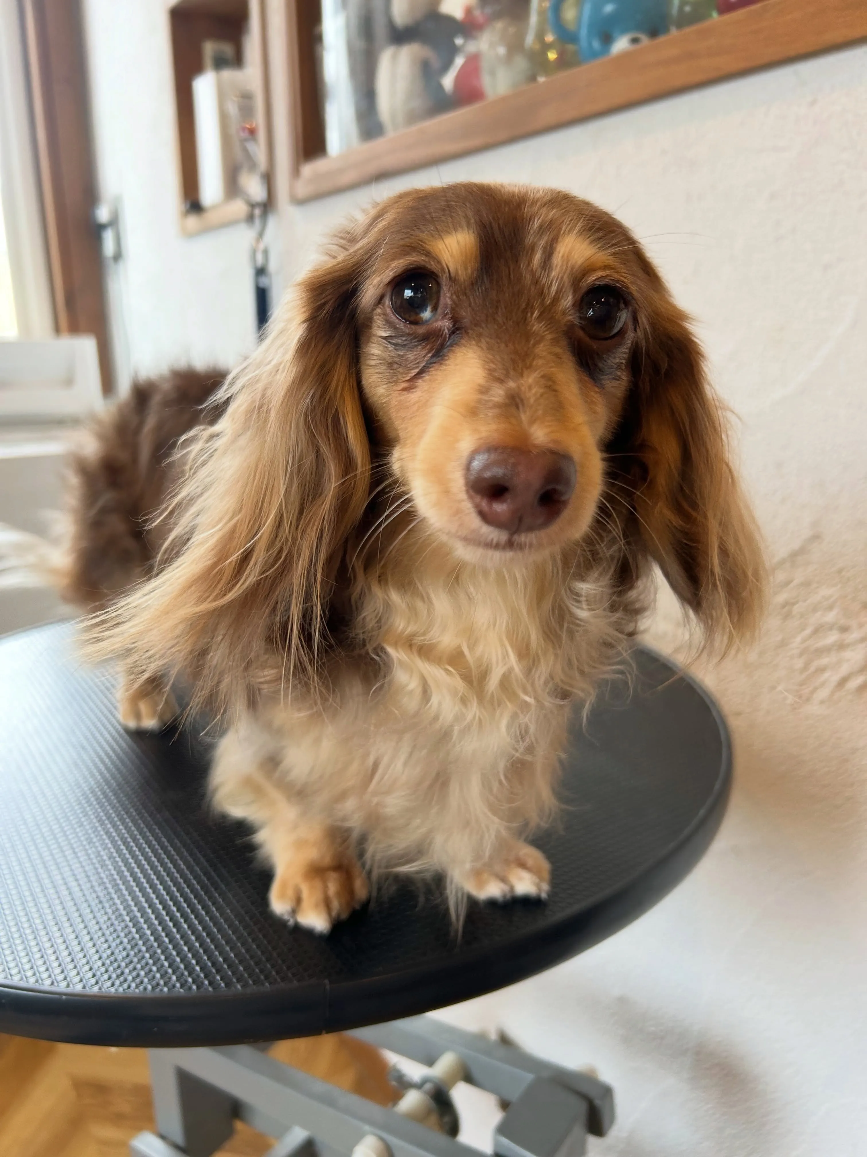 もふもふ犬たちが大集合!🎉