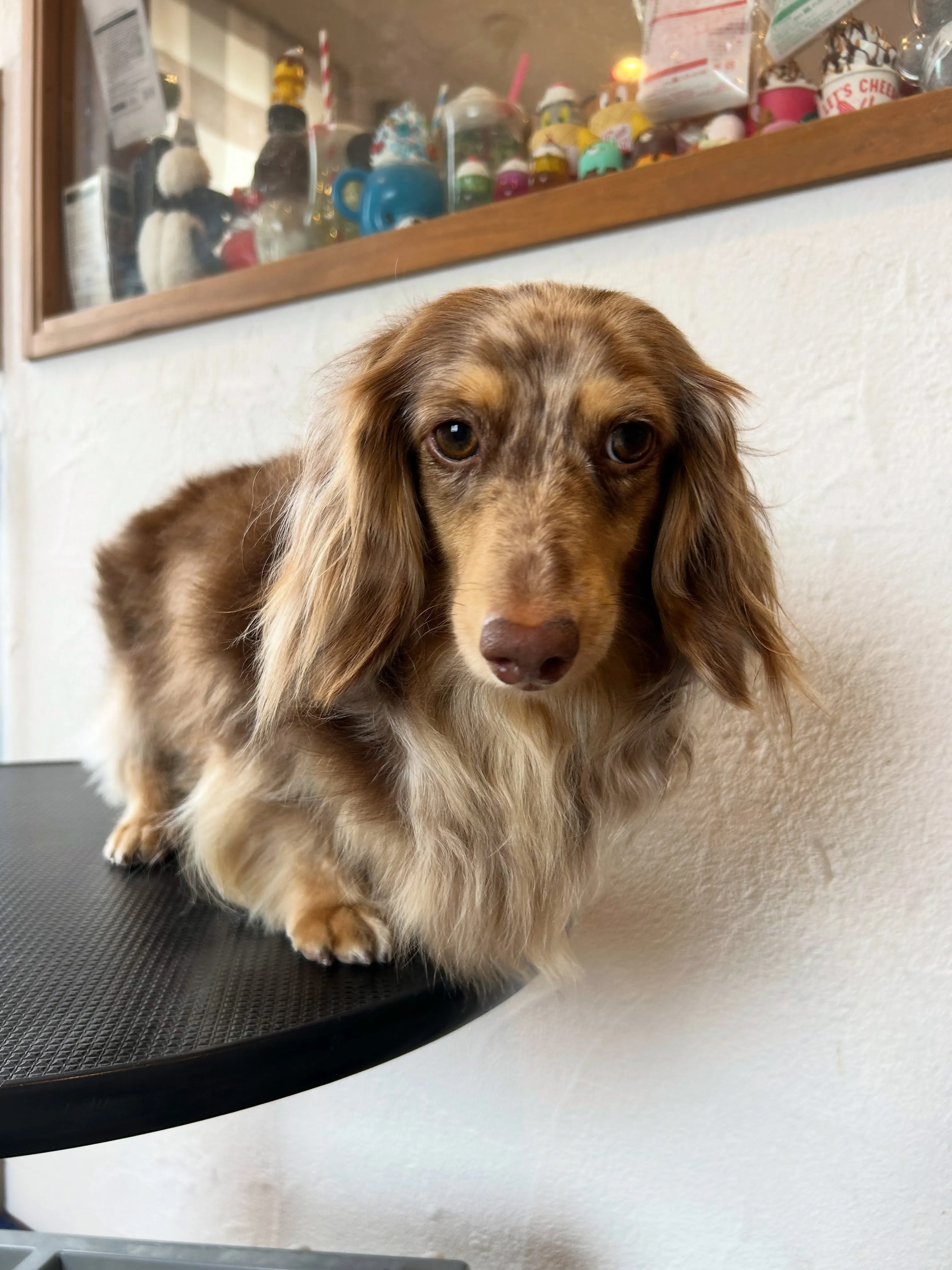 もふもふ犬たちが大集合！🎉