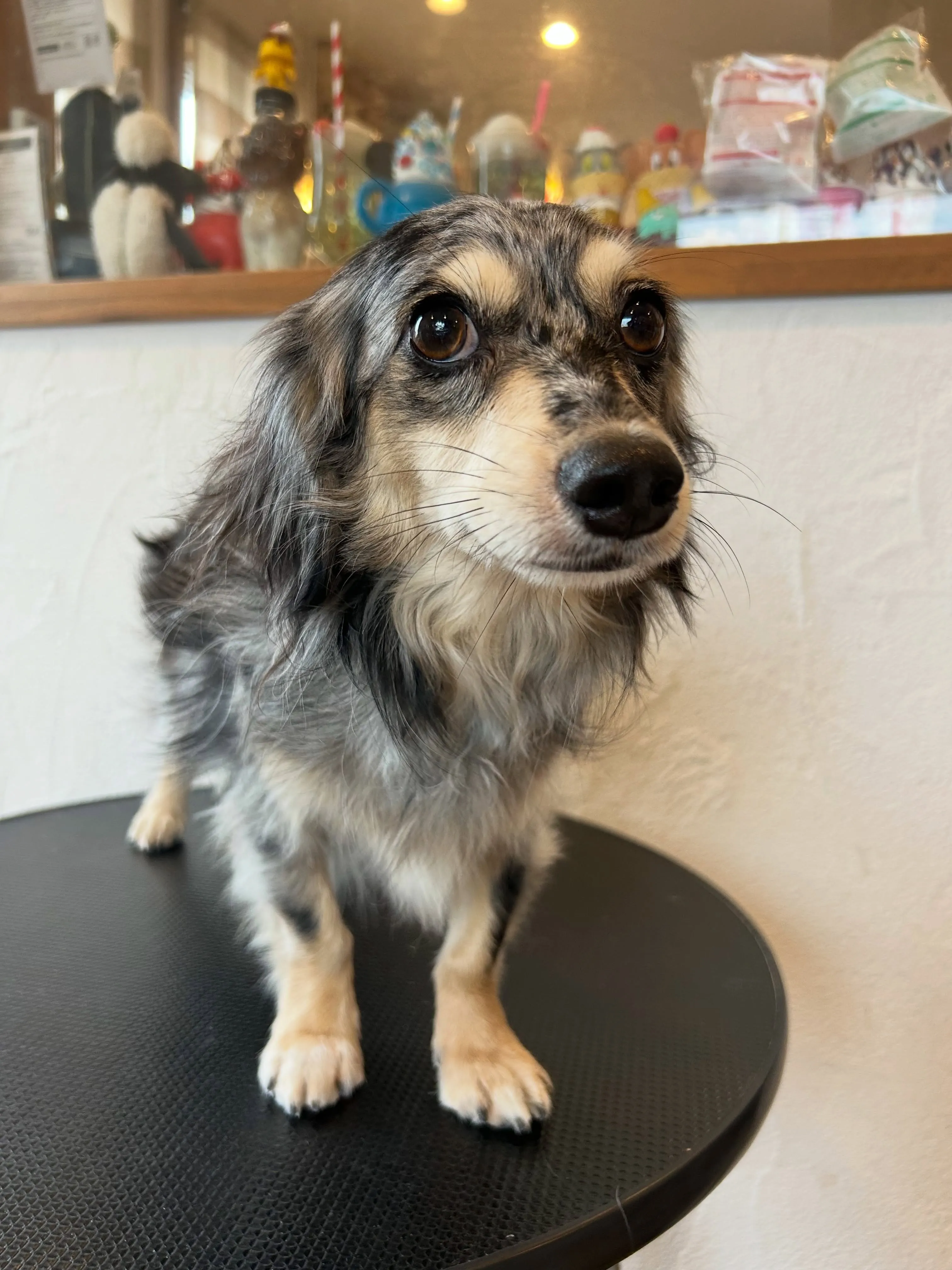 もふもふ犬たちが大集合！🎉