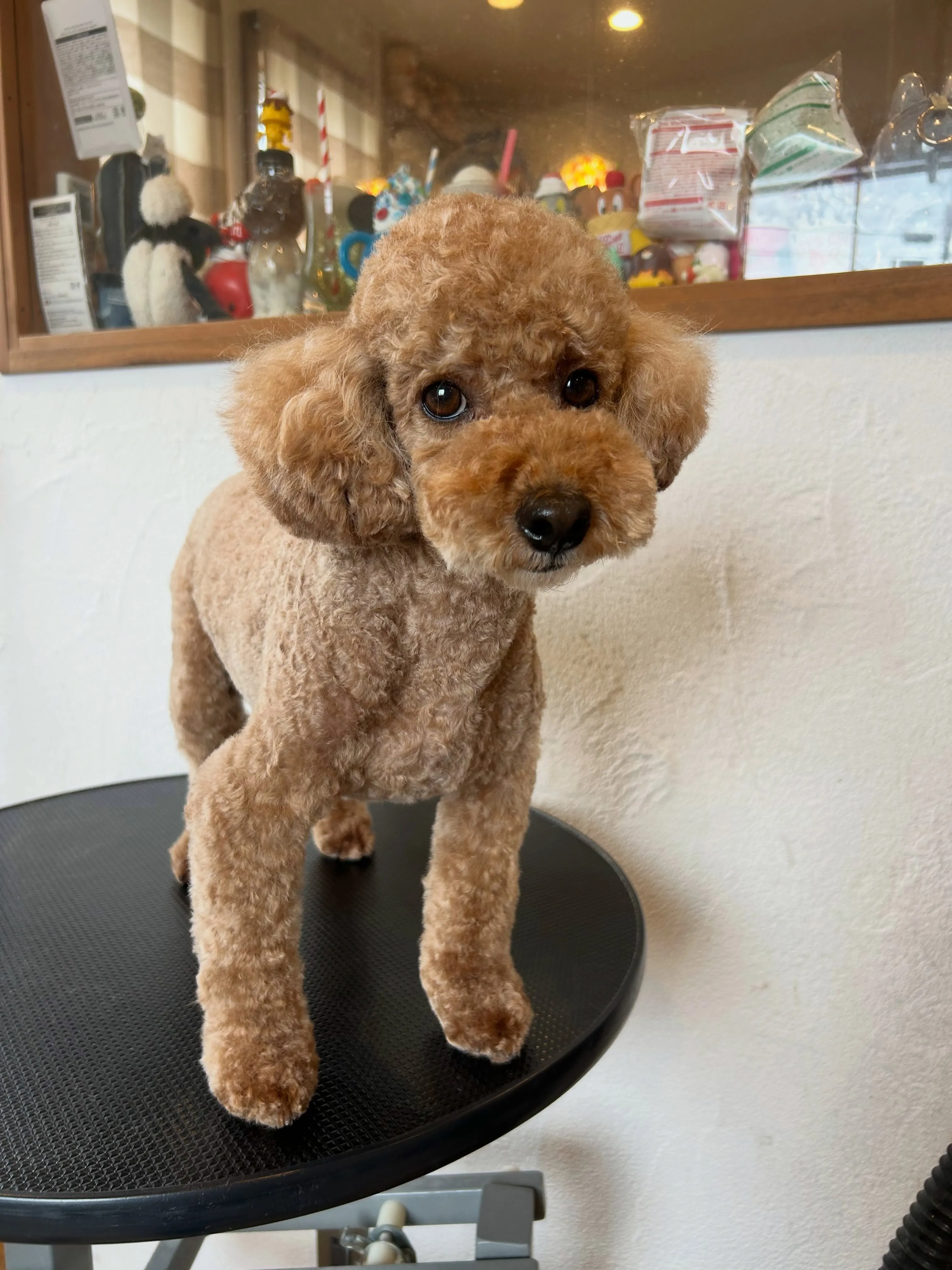 もふもふ犬たちが大集合！🎉
