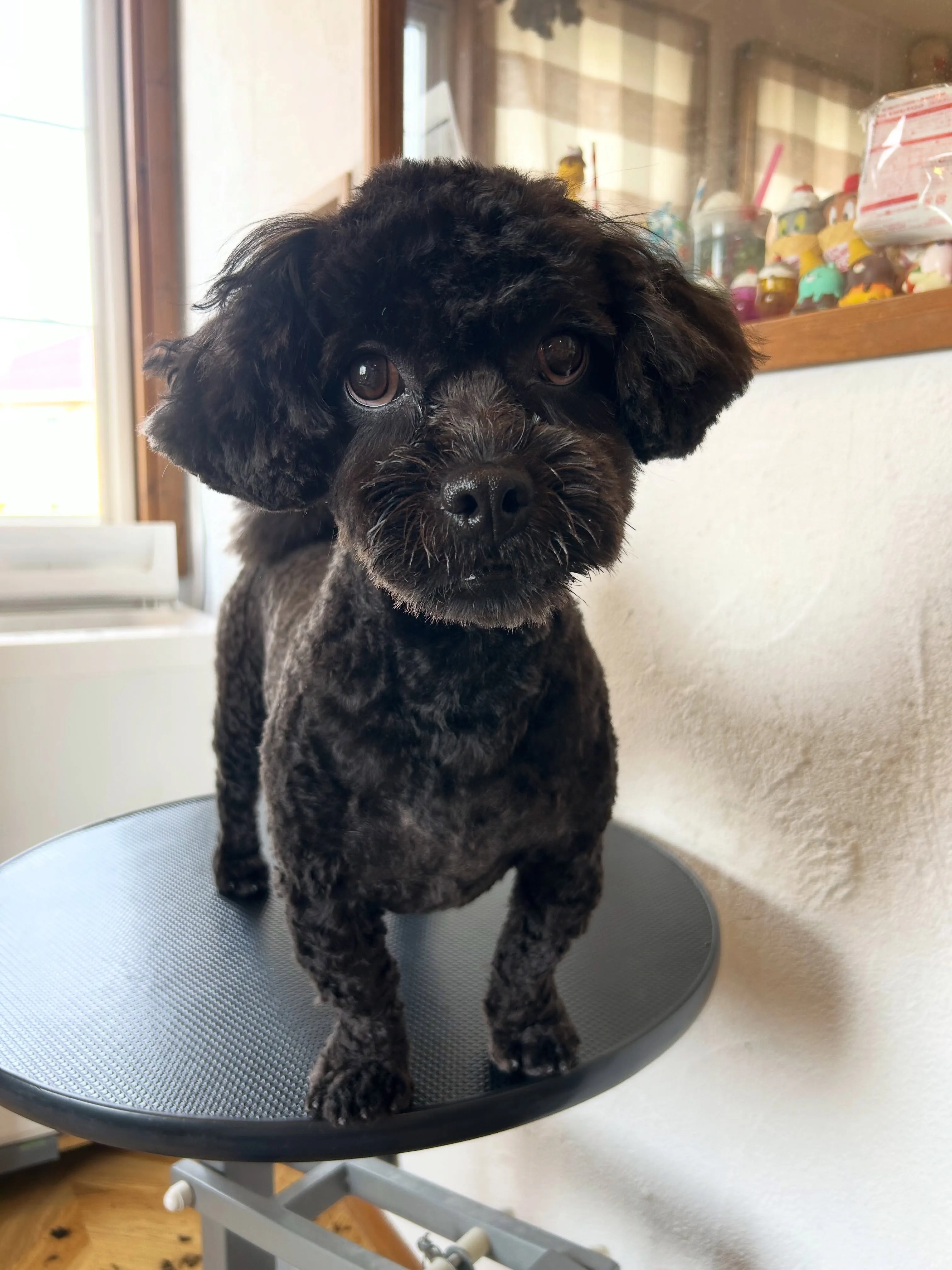 もふもふ犬たちが大集合！🎉