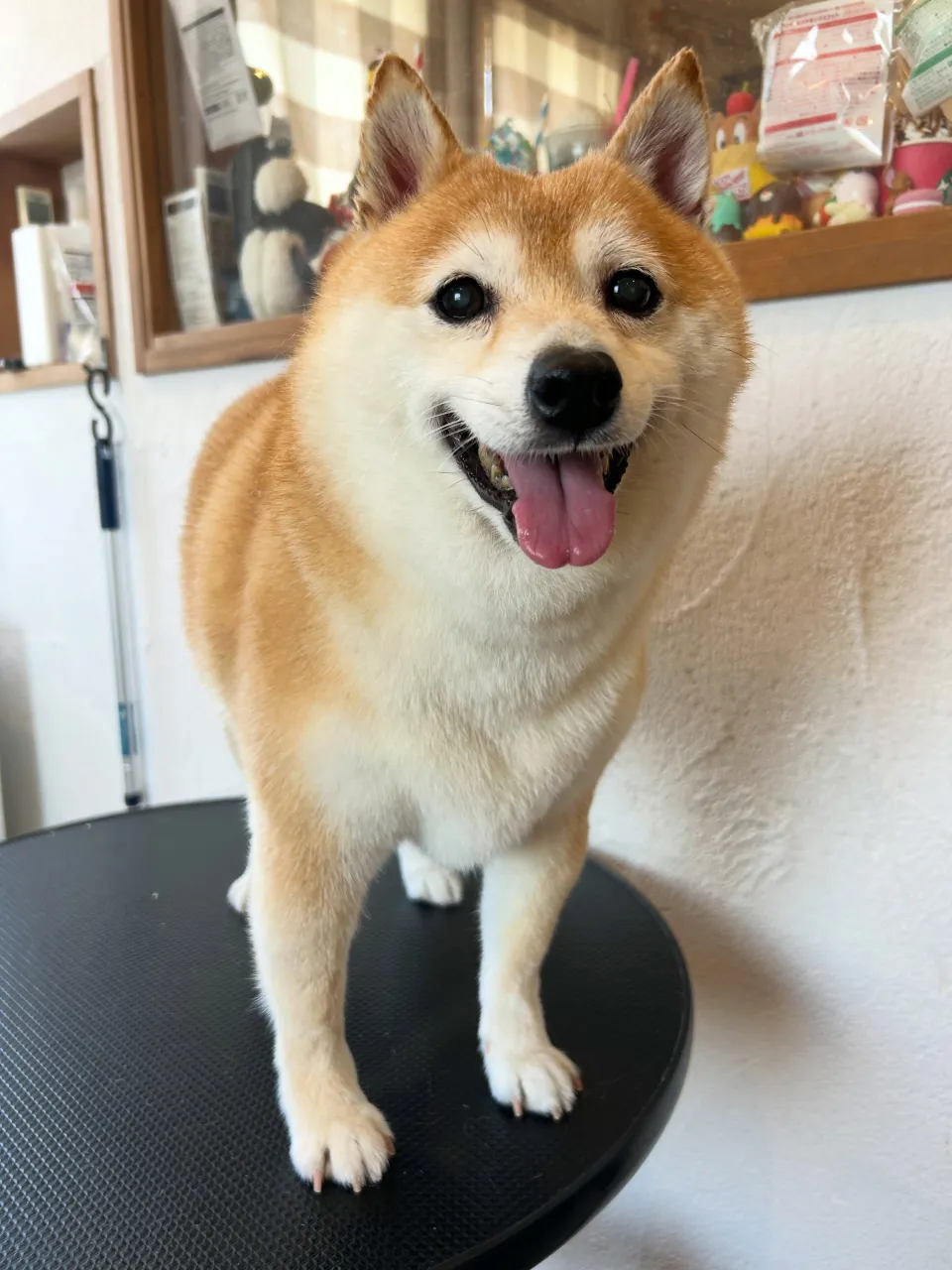 柴のサブローちゃんとイチローくんが大変身✨