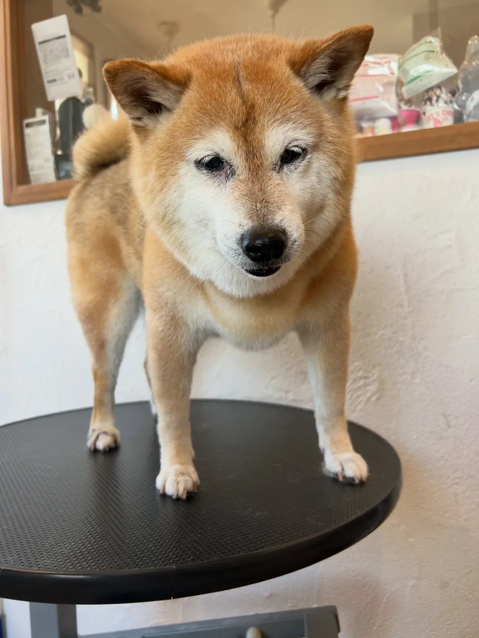 柴のサブローちゃんとイチローくんが大変身✨