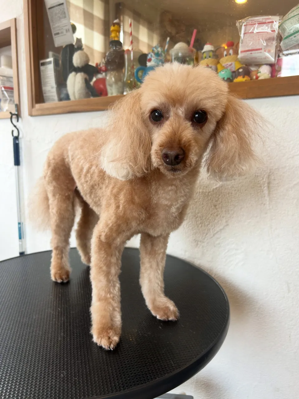 本日も元気いっぱいのわんちゃんたち！🐾