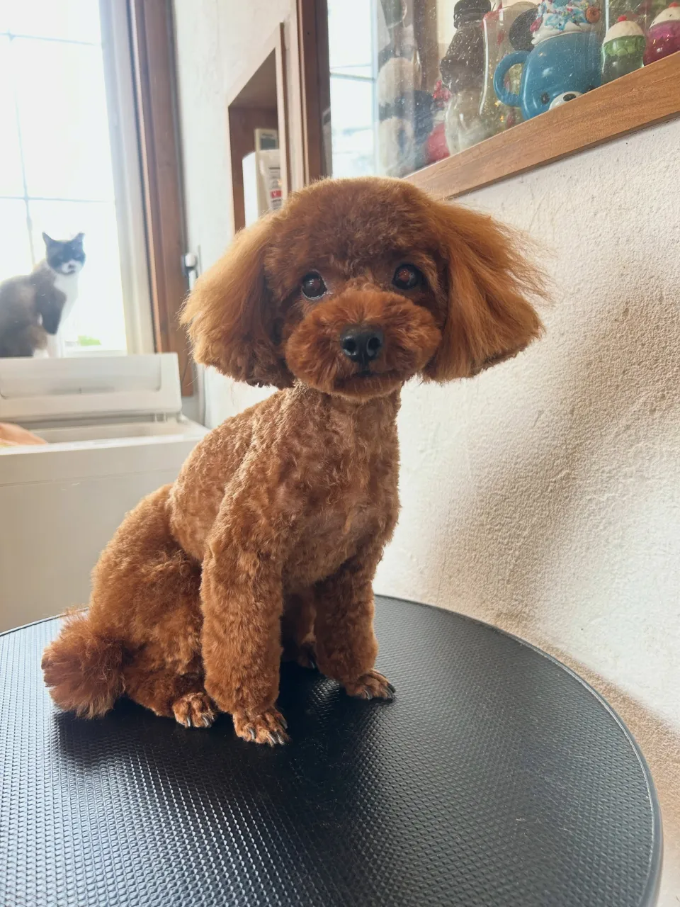 本日も元気いっぱいのわんちゃんたち！🐾
