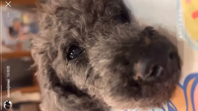 ※亡くなる直前の動画が映ります。