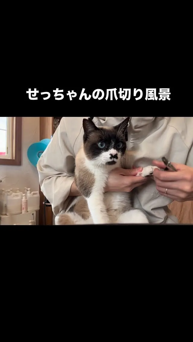 ただただ可愛いせっちゃんの爪切り動画です🤣
