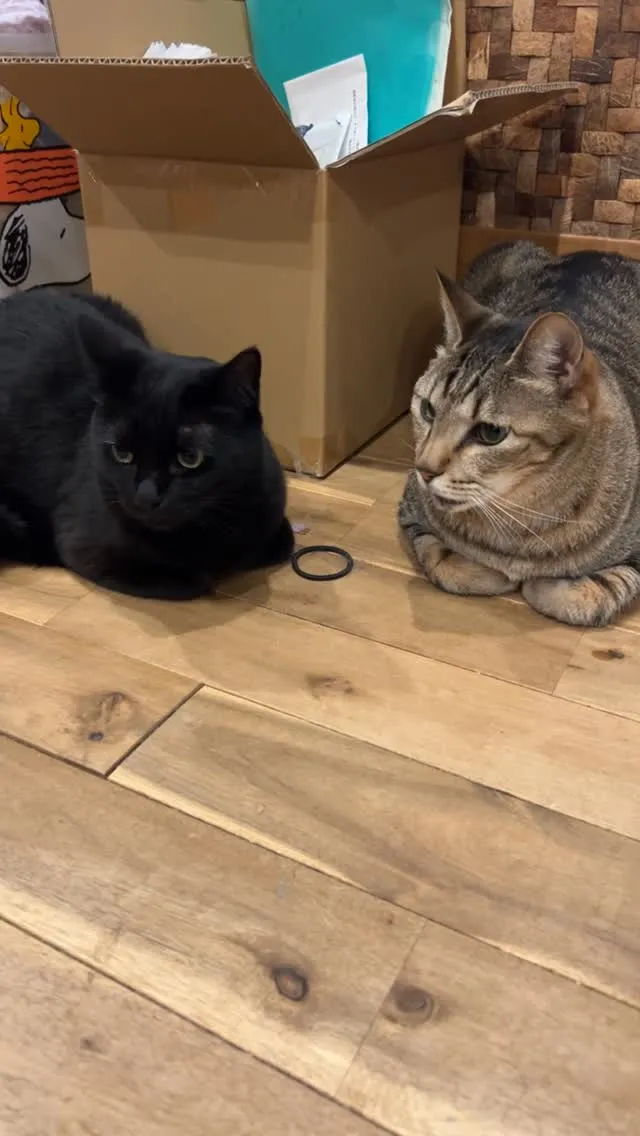 この曲を聴くと、神だった頃を思い出す